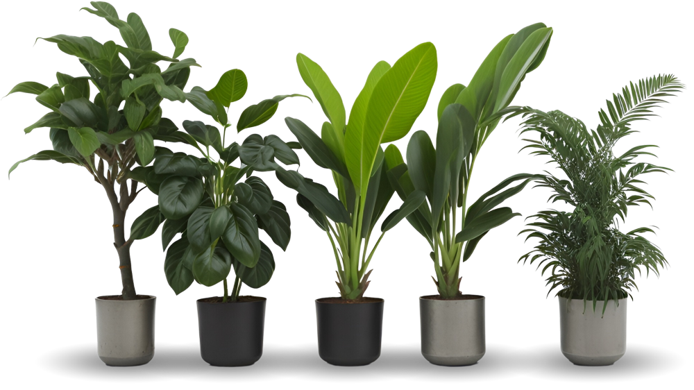 ProPlants Kimberley - Potted Plants